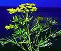 Leafy-Spurge